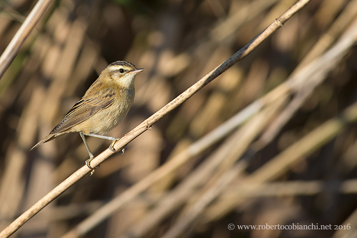 Forapaglie comune o castagnolo?   Comune (Acrocephalus schoenobaenus)